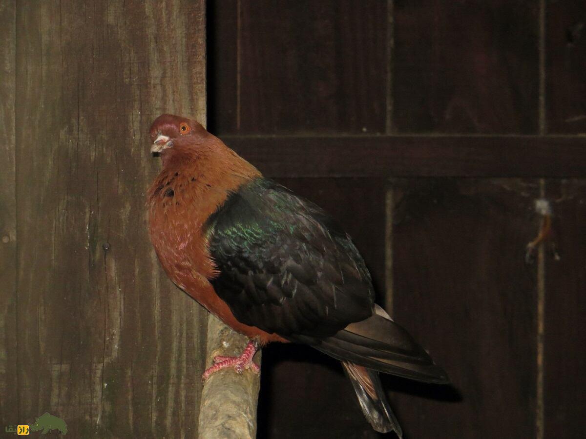 کبوتر «آرشینگل»؛ کفتر براق روسی‌الاصل که عاشق رقصیدن است