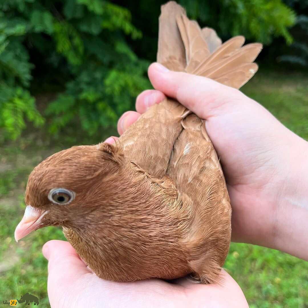 کبوتر «آرشینگل»؛ کفتر براق روسی‌الاصل که عاشق رقصیدن است