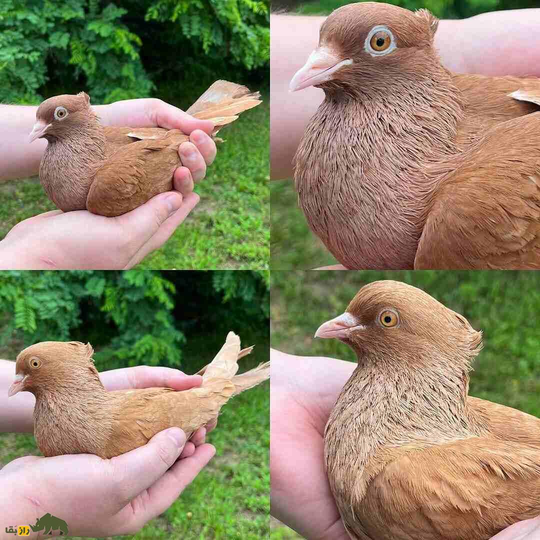 کبوتر «آرشینگل»؛ کفتر براق روسی‌الاصل که عاشق رقصیدن است