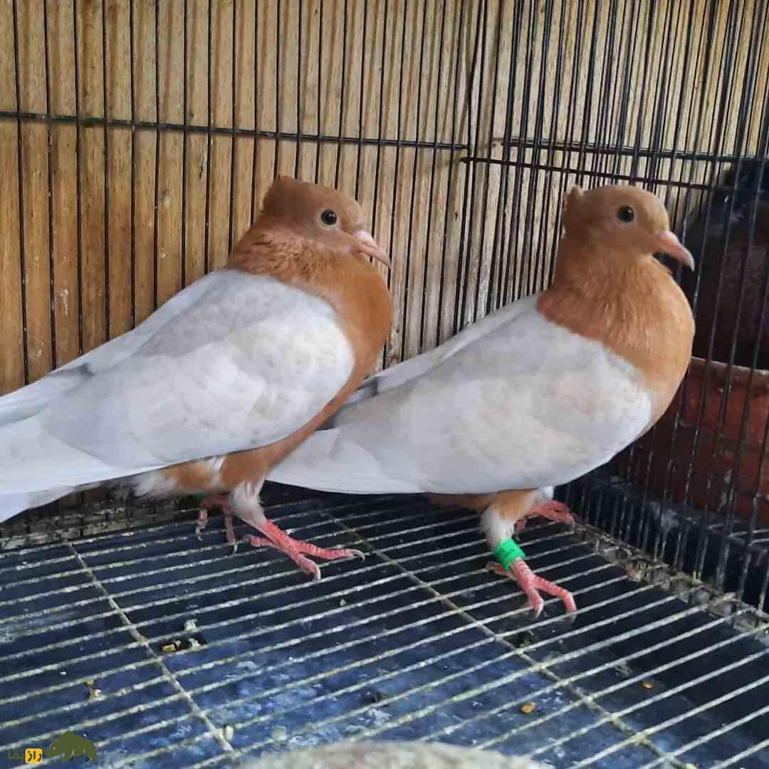 کبوتر «آرشینگل»؛ کفتر براق روسی‌الاصل که عاشق رقصیدن است