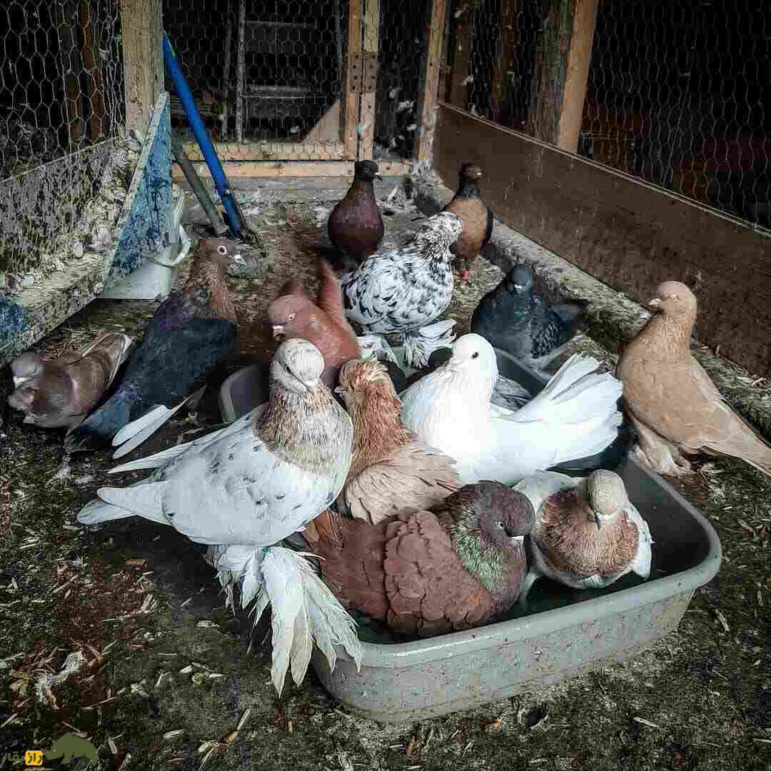 کبوتر «آرشینگل»؛ کفتر براق روسی‌الاصل که عاشق رقصیدن است