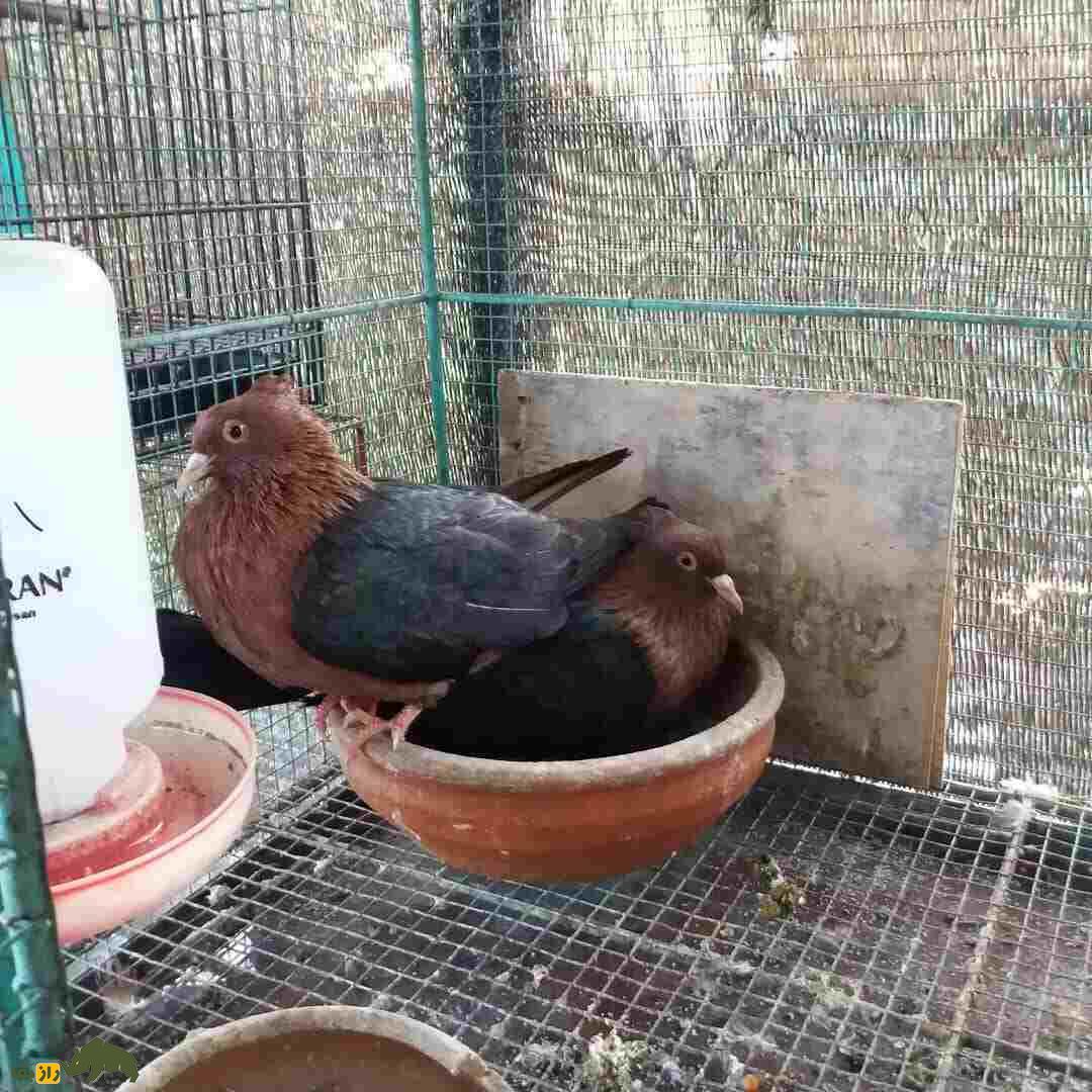 کبوتر «آرشینگل»؛ کفتر براق روسی‌الاصل که عاشق رقصیدن است