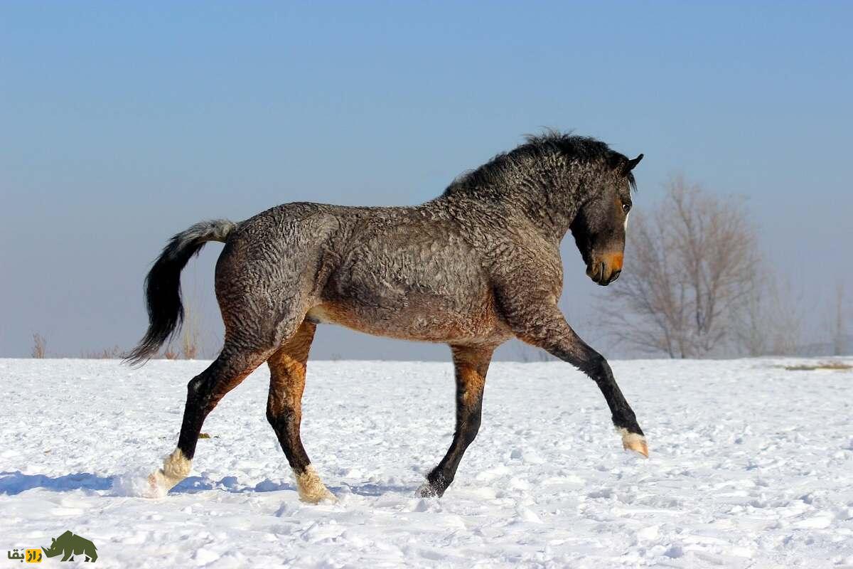 اسب «باشکیر»؛ اسب موفرفری عجیبی که سالی ۲۷۰۰ کیلو شیر می‌دهد