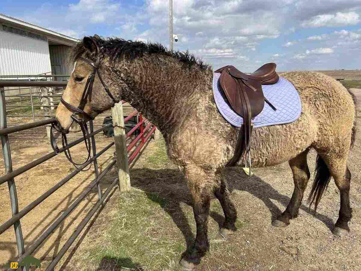 اسب «باشکیر»؛ اسب موفرفری عجیبی که سالی ۲۷۰۰ کیلو شیر می‌دهد