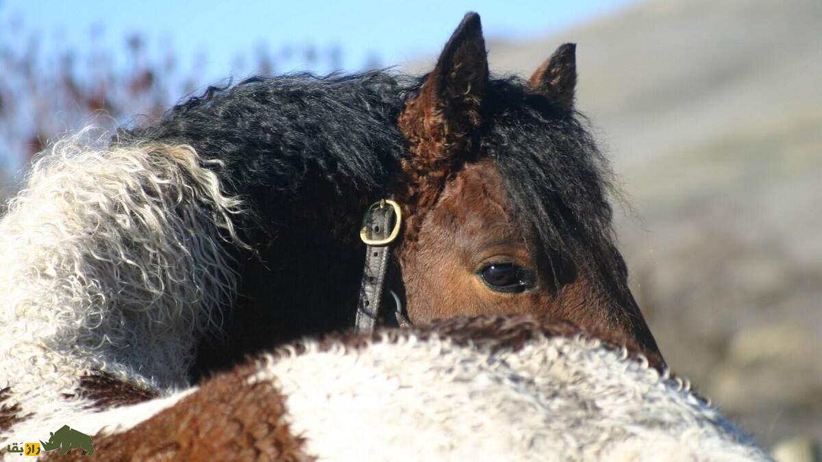 اسب «باشکیر»؛ اسب موفرفری عجیبی که سالی ۲۷۰۰ کیلو شیر می‌دهد