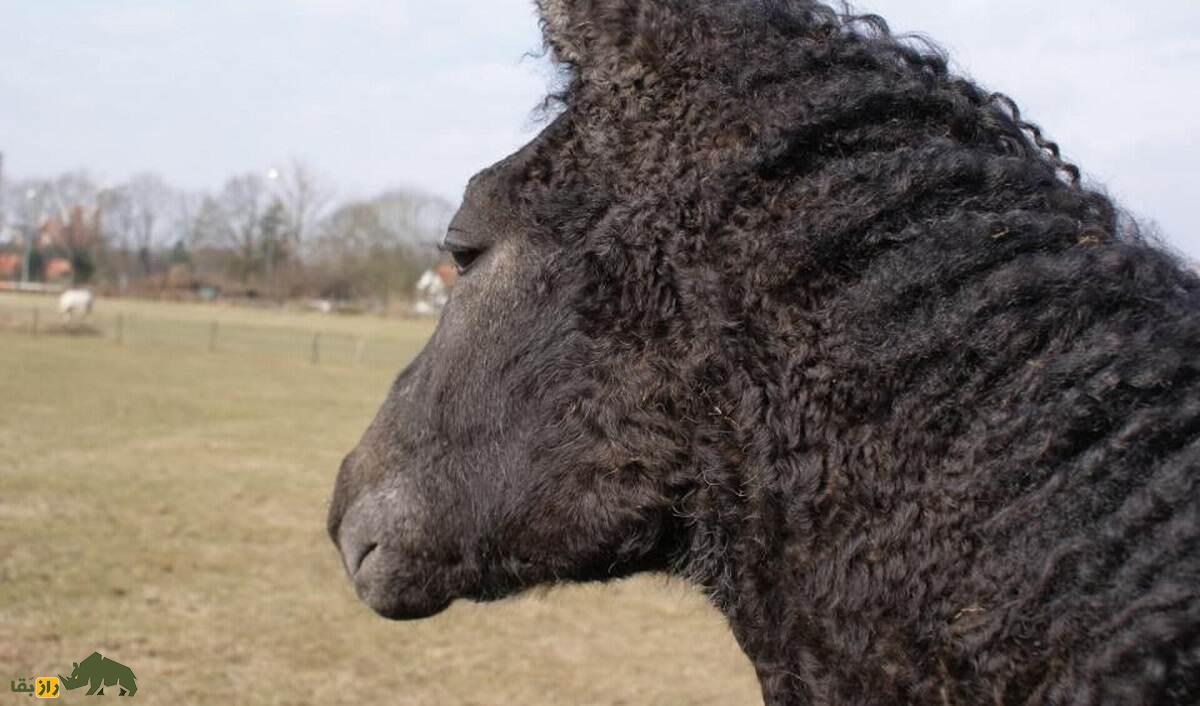 اسب «باشکیر»؛ اسب موفرفری عجیبی که سالی ۲۷۰۰ کیلو شیر می‌دهد