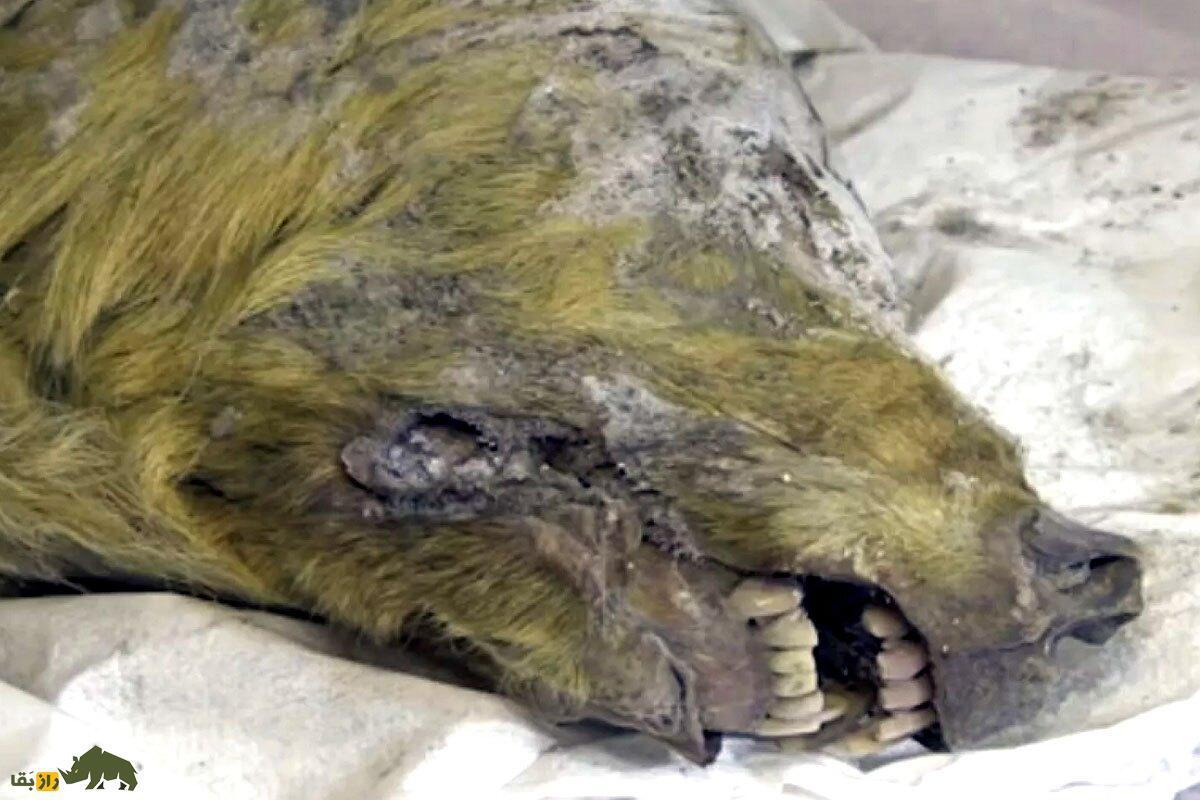 کالبد شکافی جسد یک گرگ ۴۴ هزار ساله!