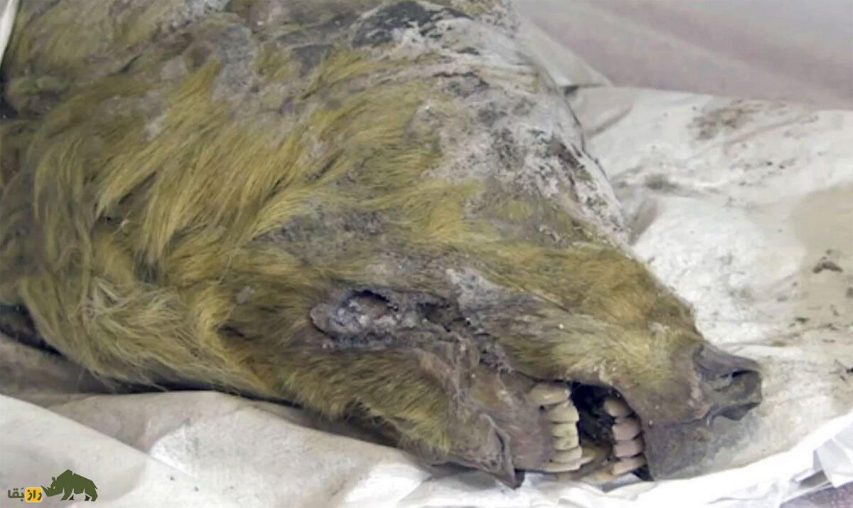 کالبد شکافی جسد یک گرگ ۴۴ هزار ساله! کالبد شکافی جسد یک گرگ ۴۴ هزار ساله!