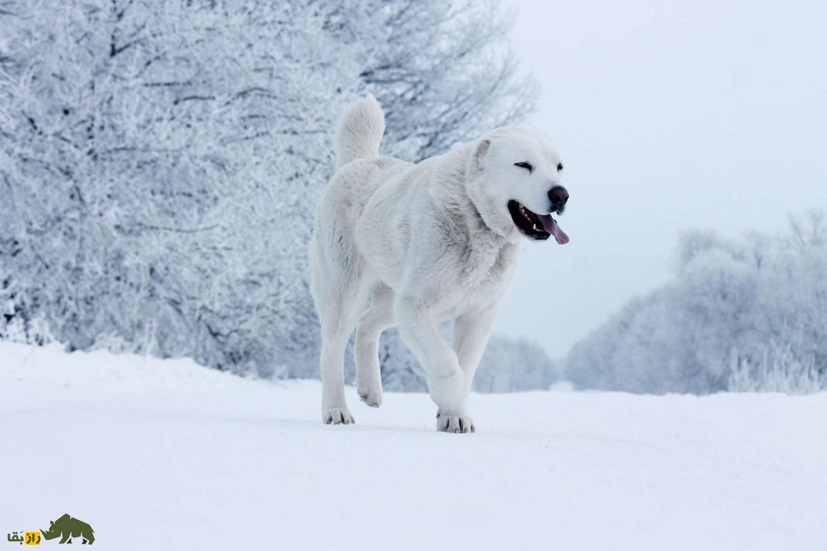 سگ آلابای؛ سگ ولادیمیر پوتین که نماد غرور ملی ترکمنستان است سگ آلابای؛ سگ ولادیمیر پوتین که نماد غرور ملی ترکمنستان است