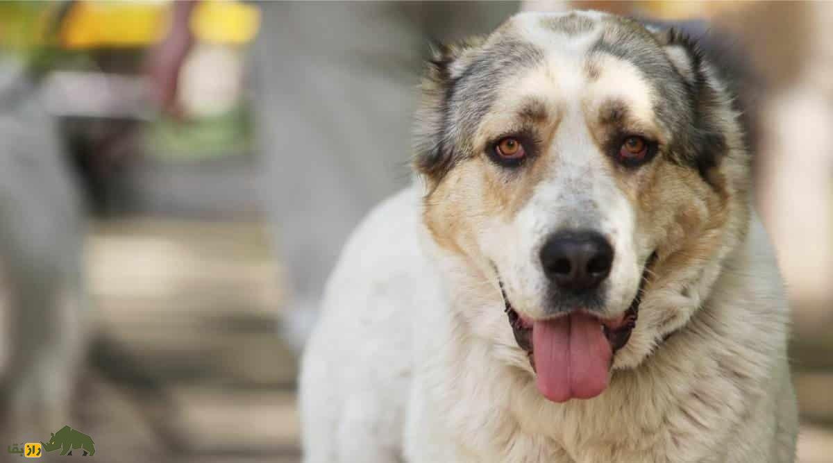 سگ آلابای؛ سگ ولادیمیر پوتین که نماد غرور ملی ترکمنستان است سگ آلابای؛ سگ ولادیمیر پوتین که نماد غرور ملی ترکمنستان است