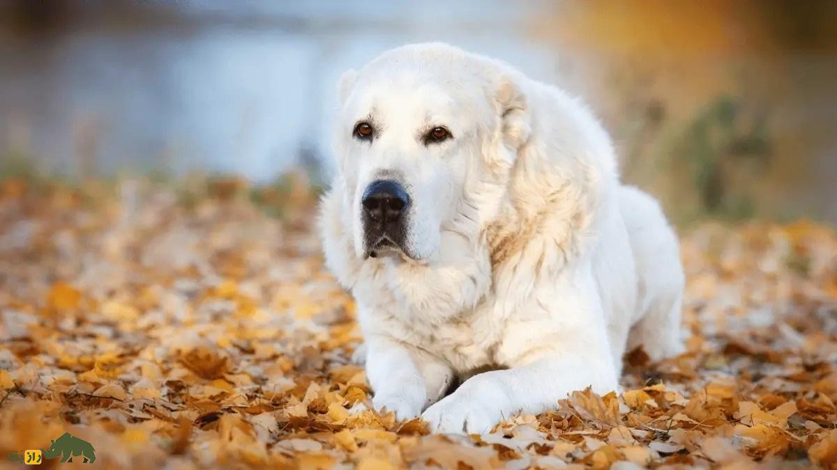 سگ آلابای؛ سگ ولادیمیر پوتین که نماد غرور ملی ترکمنستان است سگ آلابای؛ سگ ولادیمیر پوتین که نماد غرور ملی ترکمنستان است