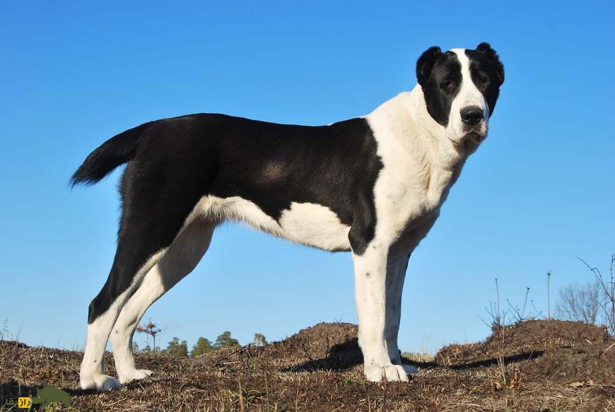 سگ آلابای؛ سگ ولادیمیر پوتین که نماد غرور ملی ترکمنستان است سگ آلابای؛ سگ ولادیمیر پوتین که نماد غرور ملی ترکمنستان است