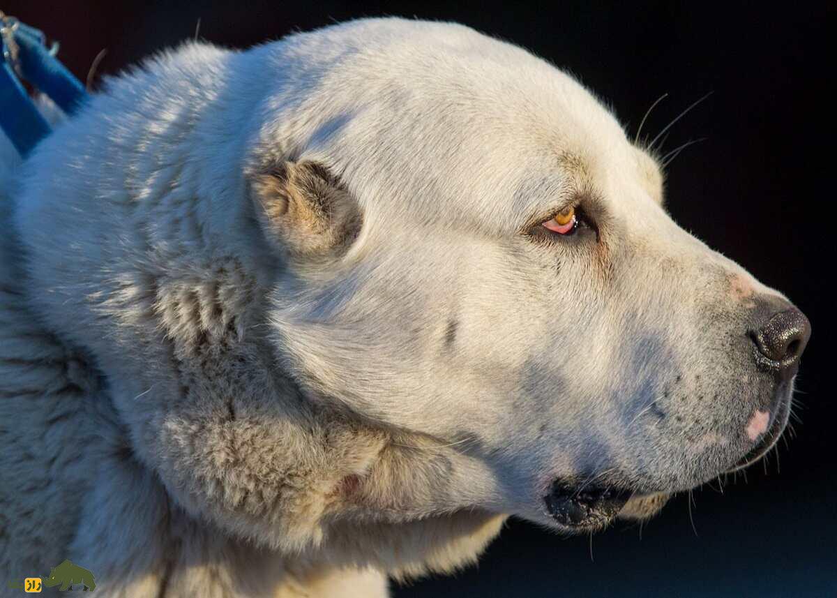 سگ آلابای؛ سگ ولادیمیر پوتین که نماد غرور ملی ترکمنستان است سگ آلابای؛ سگ ولادیمیر پوتین که نماد غرور ملی ترکمنستان است