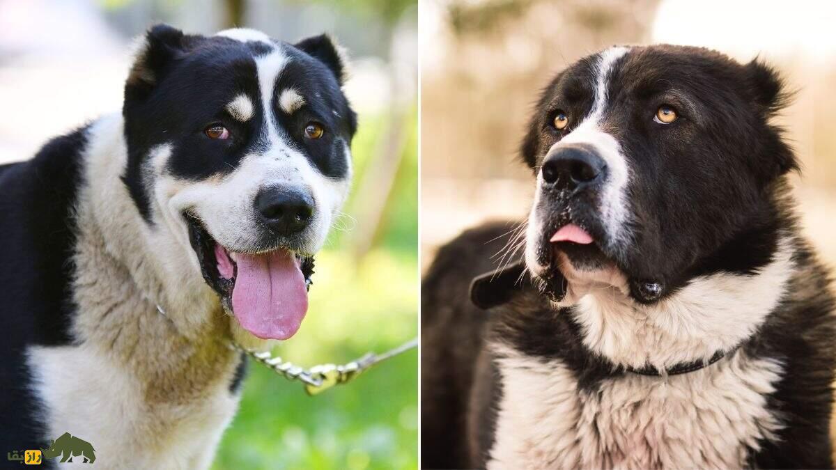 سگ آلابای؛ سگ ولادیمیر پوتین که نماد غرور ملی ترکمنستان است سگ آلابای؛ سگ ولادیمیر پوتین که نماد غرور ملی ترکمنستان است