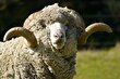 گوسفند «مرینوس»؛ گوسفندی به گرانی الماس که صادرات آن اعدام داشت!