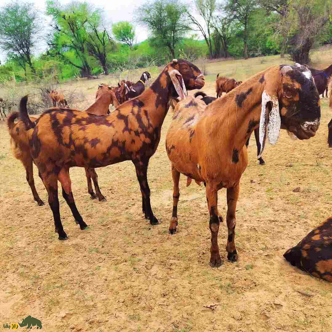 بز «سیروهی»؛ بز هندی که هزینه پایینی دارد و درآمدزایی آن بسیار بالاست بز «سیروهی»؛ بز هندی که هزینه پایینی دارد و درآمدزایی آن بسیار بالاست