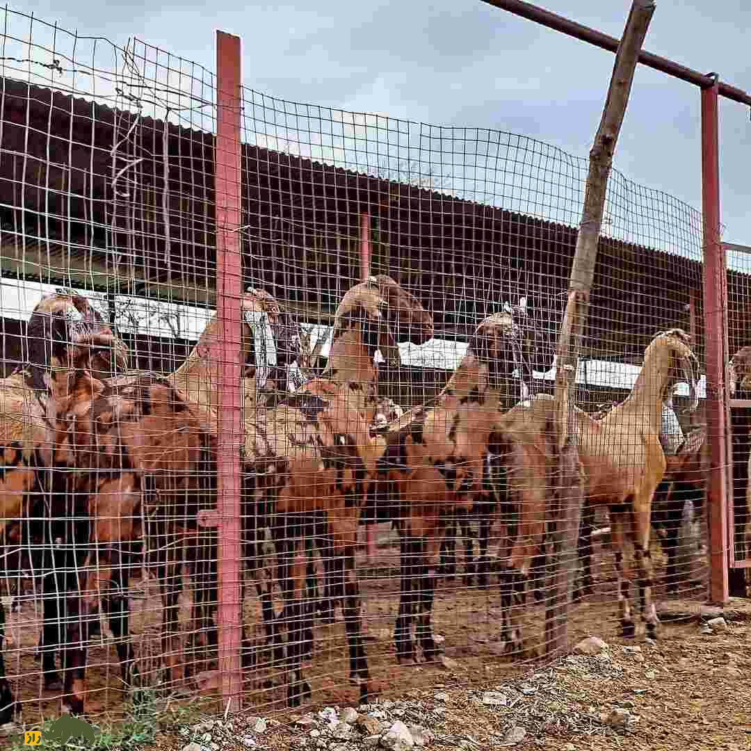 بز «سیروهی»؛ بز هندی که هزینه پایینی دارد و درآمدزایی آن بسیار بالاست بز «سیروهی»؛ بز هندی که هزینه پایینی دارد و درآمدزایی آن بسیار بالاست