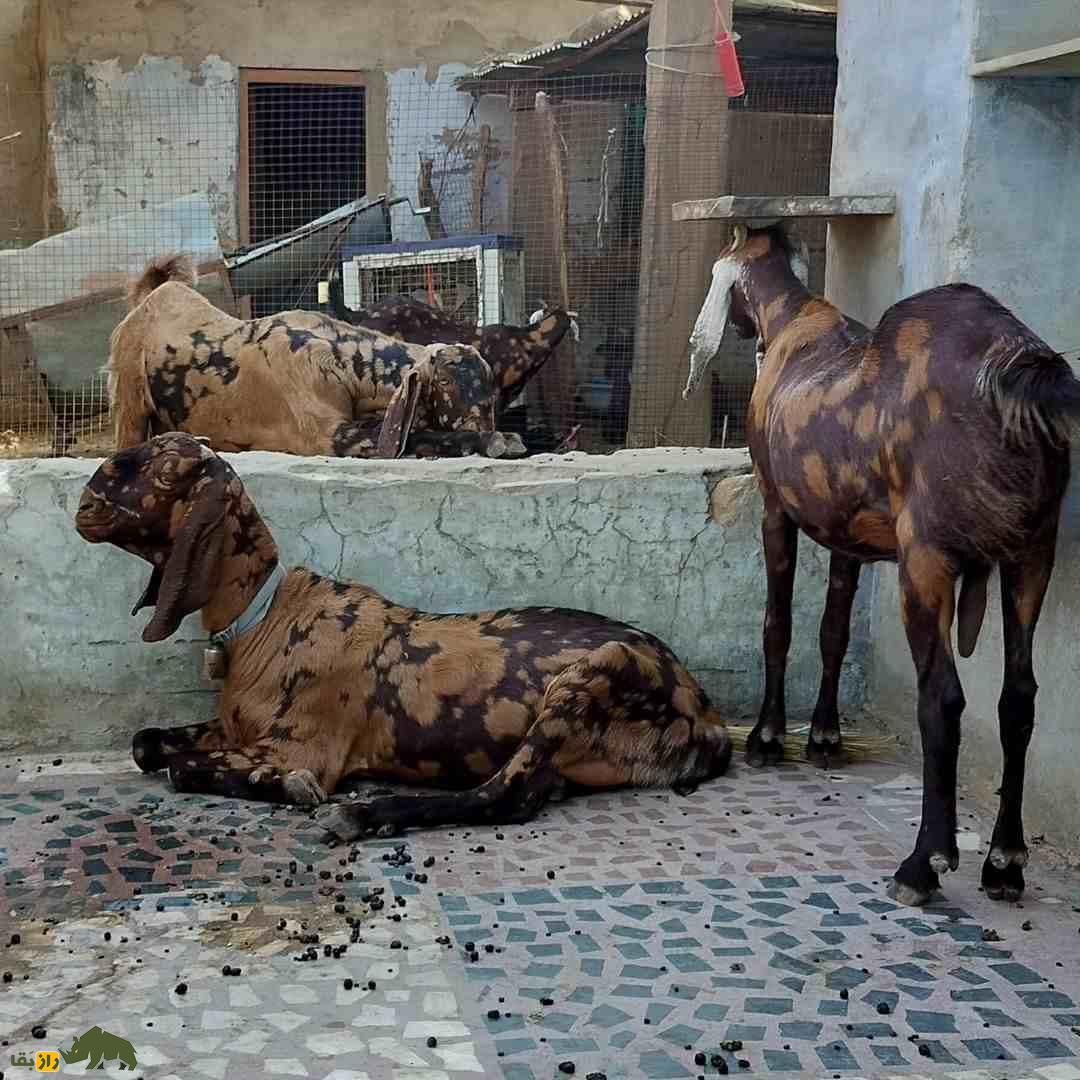 بز «سیروهی»؛ بز هندی که هزینه پایینی دارد و درآمدزایی آن بسیار بالاست بز «سیروهی»؛ بز هندی که هزینه پایینی دارد و درآمدزایی آن بسیار بالاست