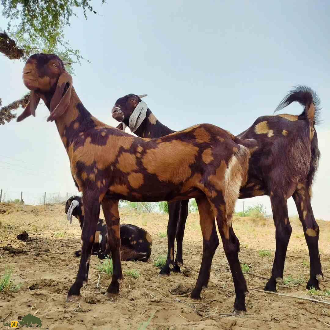 بز «سیروهی»؛ بز هندی که هزینه پایینی دارد و درآمدزایی آن بسیار بالاست بز «سیروهی»؛ بز هندی که هزینه پایینی دارد و درآمدزایی آن بسیار بالاست