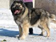 «سگ قفقازی»؛ غول‌ بی‌رحم ۱۵۰ میلیاردی که مناسبِ کار در زندان و مراکز حساس نظامی است!