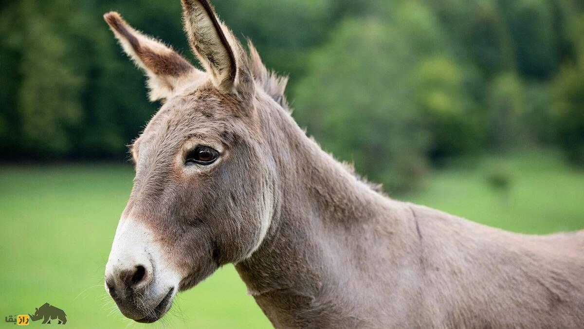 پنیر الاغ ۶۰ میلیون تومانی در تهران که صبحانه ثروتمندان ایرانی است