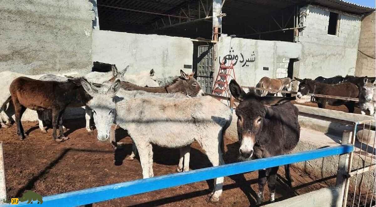 پنیر الاغ ۶۰ میلیون تومانی در تهران که صبحانه ثروتمندان ایرانی است