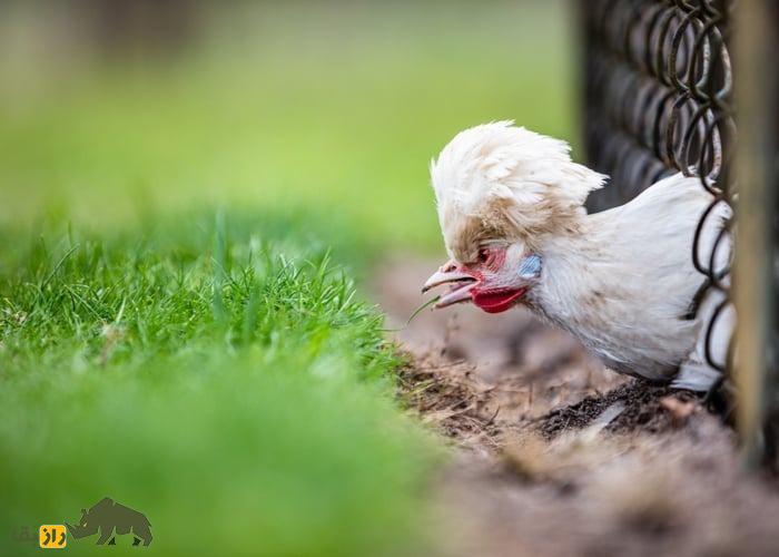 مرغ سلطان؛ مرغ عجیب و محبوب ترکیه که شباهت عجیبی به رقصندههای ایرلندی دارد مرغ سلطان؛ مرغ عجیب و محبوب ترکیه که شباهت عجیبی به رقصندههای ایرلندی دارد