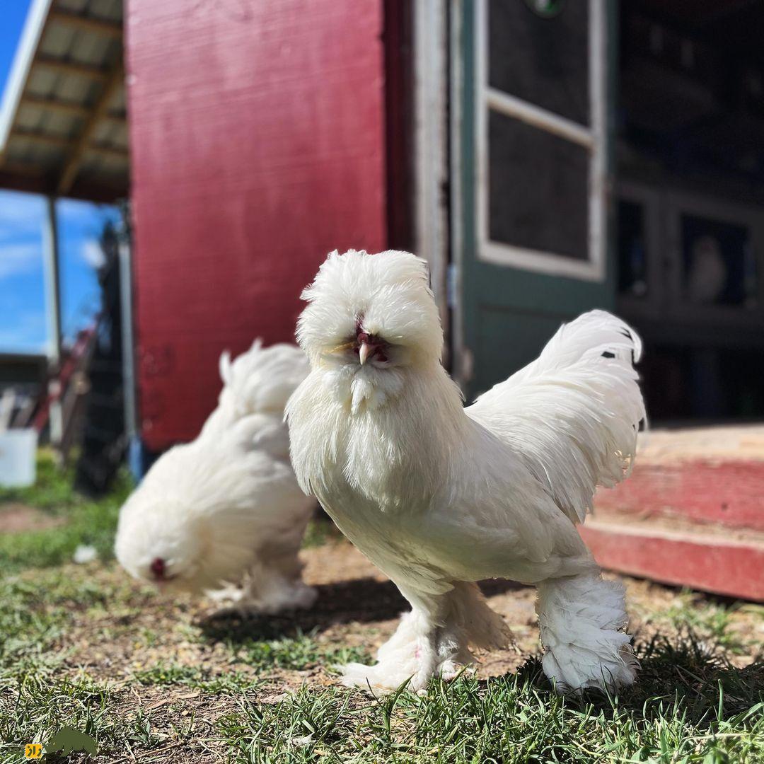 مرغ سلطان؛ مرغ عجیب و محبوب ترکیه که شباهت عجیبی به رقصندههای ایرلندی دارد مرغ سلطان؛ مرغ عجیب و محبوب ترکیه که شباهت عجیبی به رقصندههای ایرلندی دارد