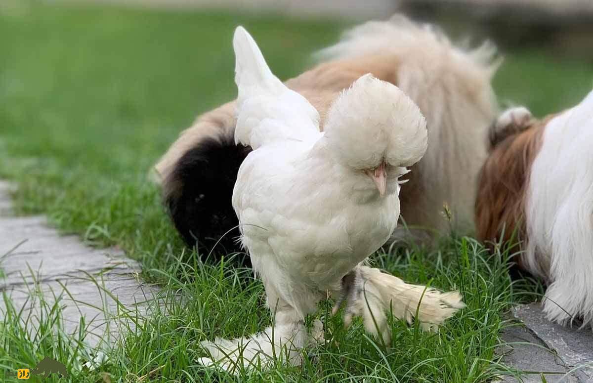 مرغ سلطان؛ مرغ عجیب و محبوب ترکیه که شباهت عجیبی به رقصندههای ایرلندی دارد مرغ سلطان؛ مرغ عجیب و محبوب ترکیه که شباهت عجیبی به رقصندههای ایرلندی دارد