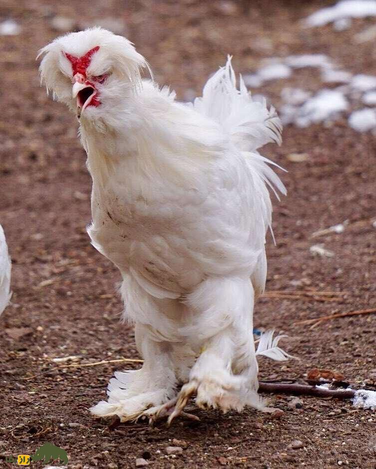 مرغ سلطان؛ مرغ عجیب و محبوب ترکیه که شباهت عجیبی به رقصندههای ایرلندی دارد مرغ سلطان؛ مرغ عجیب و محبوب ترکیه که شباهت عجیبی به رقصندههای ایرلندی دارد