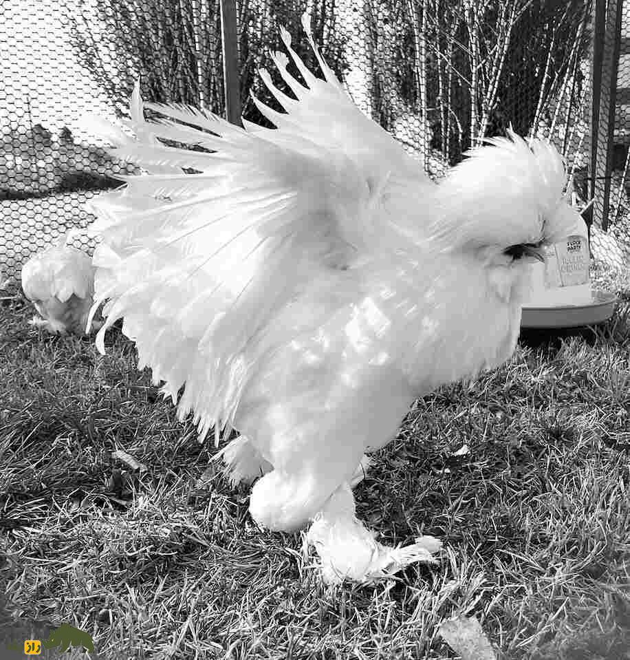 مرغ سلطان؛ مرغ عجیب و محبوب ترکیه که شباهت عجیبی به رقصندههای ایرلندی دارد مرغ سلطان؛ مرغ عجیب و محبوب ترکیه که شباهت عجیبی به رقصندههای ایرلندی دارد