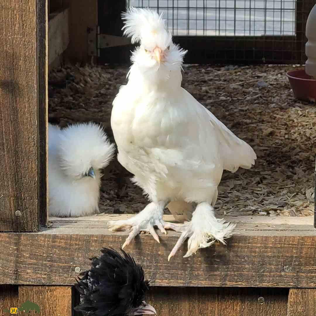 مرغ سلطان؛ مرغ عجیب و محبوب ترکیه که شباهت عجیبی به رقصندههای ایرلندی دارد مرغ سلطان؛ مرغ عجیب و محبوب ترکیه که شباهت عجیبی به رقصندههای ایرلندی دارد