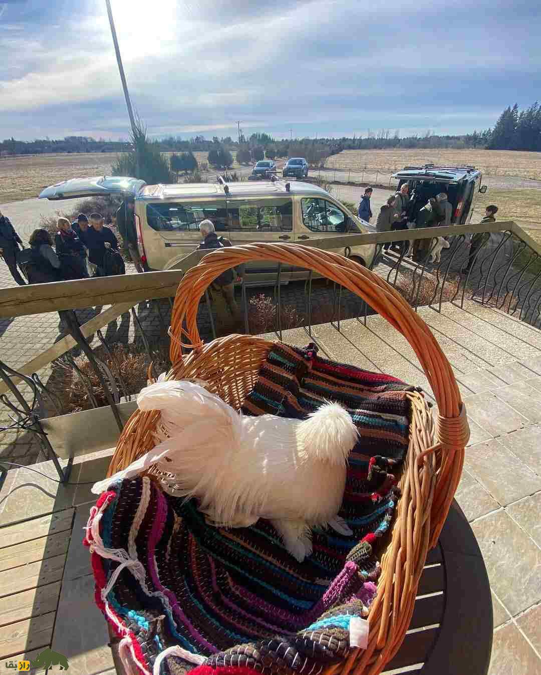 مرغ سلطان؛ مرغ عجیب و محبوب ترکیه که شباهت عجیبی به رقصندههای ایرلندی دارد مرغ سلطان؛ مرغ عجیب و محبوب ترکیه که شباهت عجیبی به رقصندههای ایرلندی دارد