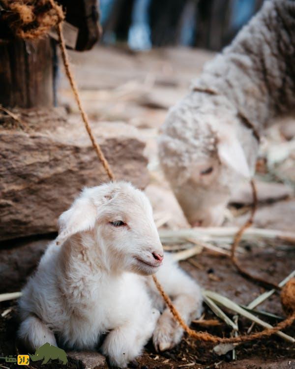 گوسفند «آچی پیام»؛ گوسفند سرسخت ترکی که از قرن پانزدهم تاکنون زنده مانده است گوسفند «آچی پیام»؛ گوسفند سرسخت ترکی که از قرن پانزدهم تاکنون زنده مانده است