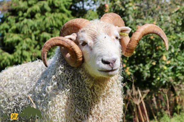 گوسفند «آچی پیام»؛ گوسفند سرسخت ترکی که از قرن پانزدهم تاکنون زنده مانده است گوسفند «آچی پیام»؛ گوسفند سرسخت ترکی که از قرن پانزدهم تاکنون زنده مانده است