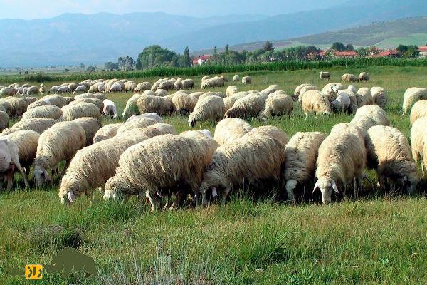 گوسفند «آچی پیام»؛ گوسفند سرسخت ترکی که از قرن پانزدهم تاکنون زنده مانده است گوسفند «آچی پیام»؛ گوسفند سرسخت ترکی که از قرن پانزدهم تاکنون زنده مانده است
