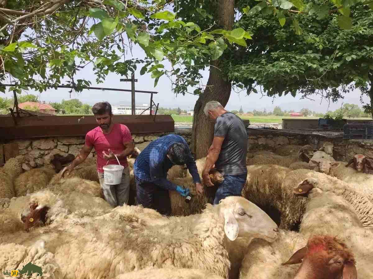 گوسفند «آچی پیام»؛ گوسفند سرسخت ترکی که از قرن پانزدهم تاکنون زنده مانده است گوسفند «آچی پیام»؛ گوسفند سرسخت ترکی که از قرن پانزدهم تاکنون زنده مانده است