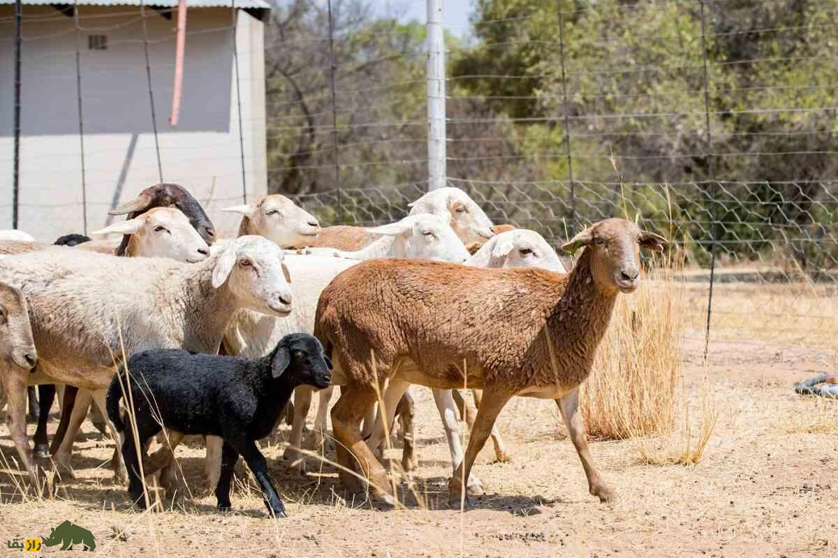 گوسفند «آچی پیام»؛ گوسفند سرسخت ترکی که از قرن پانزدهم تاکنون زنده مانده است گوسفند «آچی پیام»؛ گوسفند سرسخت ترکی که از قرن پانزدهم تاکنون زنده مانده است