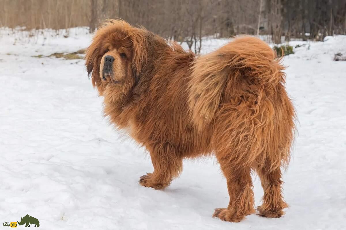 ماستیف تبتی؛ غول یال‌دار باستانی که تا 100 میلیارد تومان هم قیمت می‌خورد