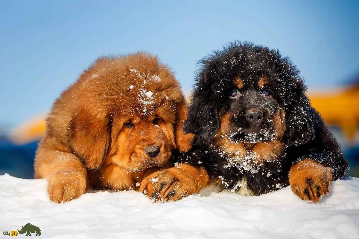 ماستیف تبتی؛ غول یال‌دار باستانی که تا 100 میلیارد تومان هم قیمت می‌خورد