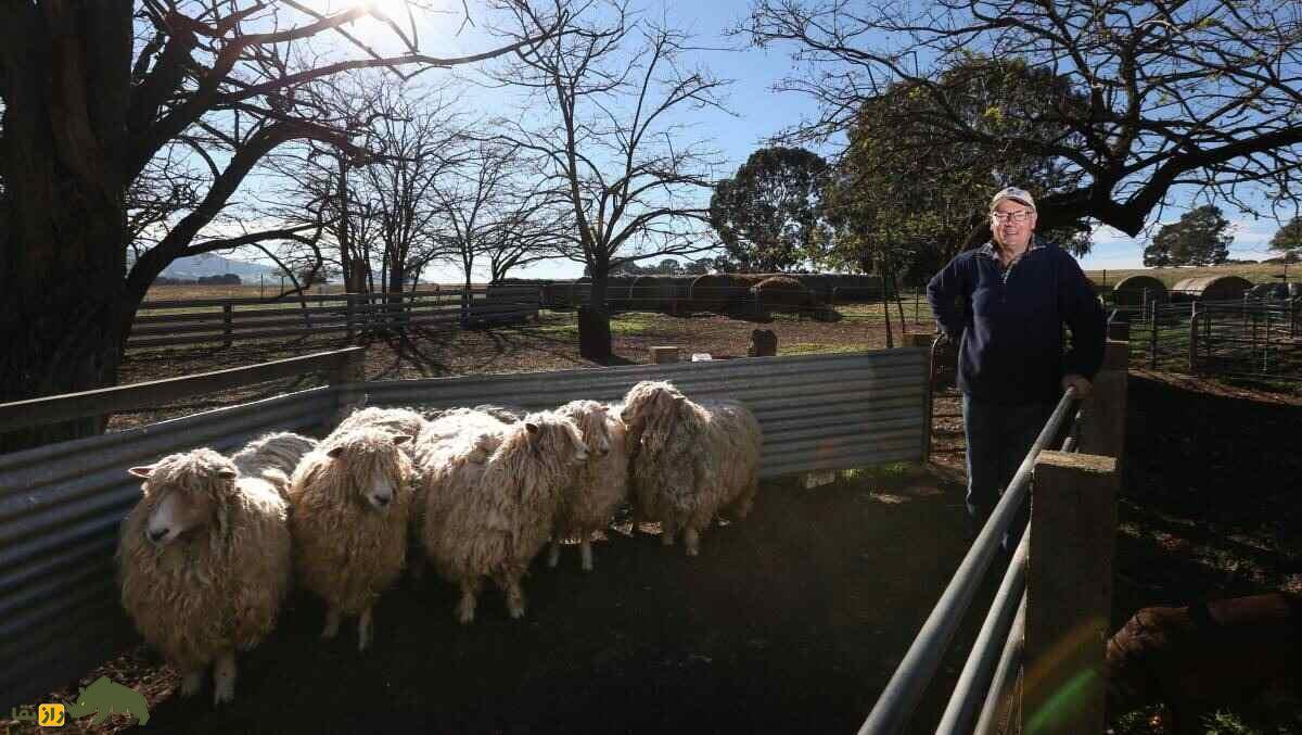 گوسفند لینکلن؛ گوسفند غول‌پیکر ۱۶۰ کیلویی که سالی ۱۰ کیلو پشم می‌دهد