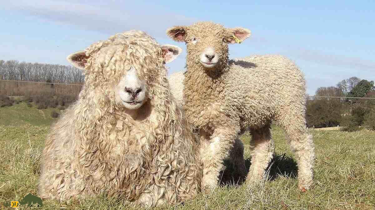 گوسفند لینکلن؛ گوسفند غول‌پیکر ۱۶۰ کیلویی که سالی ۱۰ کیلو پشم می‌دهد
