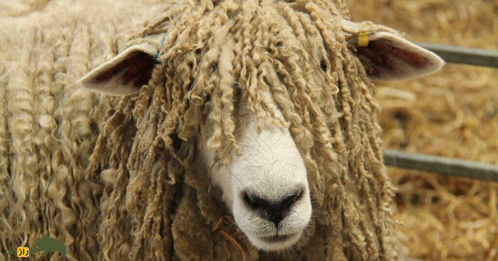گوسفند لینکلن؛ گوسفند غول‌پیکر ۱۶۰ کیلویی که سالی ۱۰ کیلو پشم می‌دهد