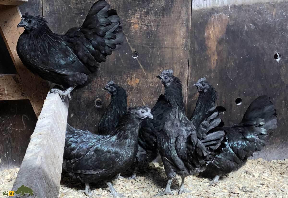 تخم شیطان؛ این مرغ ترسناک آسیایی تخم سیاه می‌گذارد؟!