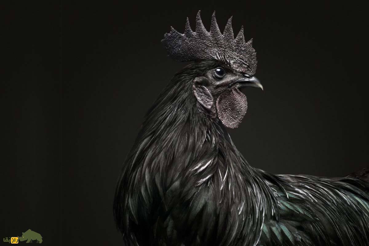 تخم شیطان؛ این مرغ ترسناک آسیایی تخم سیاه می‌گذارد؟!