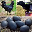 تخم شیطان؛ این مرغ ترسناک آسیایی تخم سیاه می‌گذارد؟!