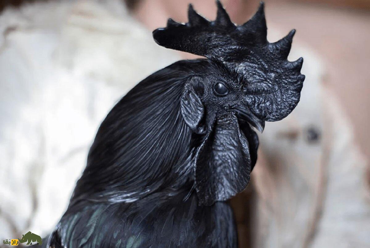 تخم شیطان؛ این مرغ ترسناک آسیایی تخم سیاه می‌گذارد؟!