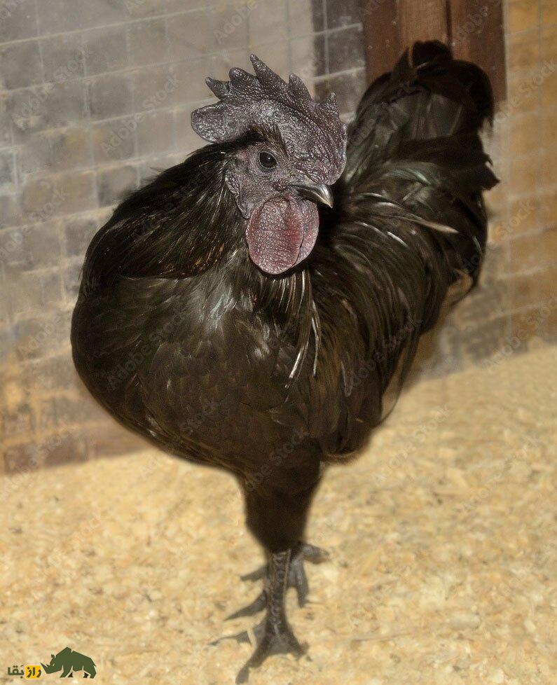 تخم شیطان؛ این مرغ ترسناک آسیایی تخم سیاه می‌گذارد؟!