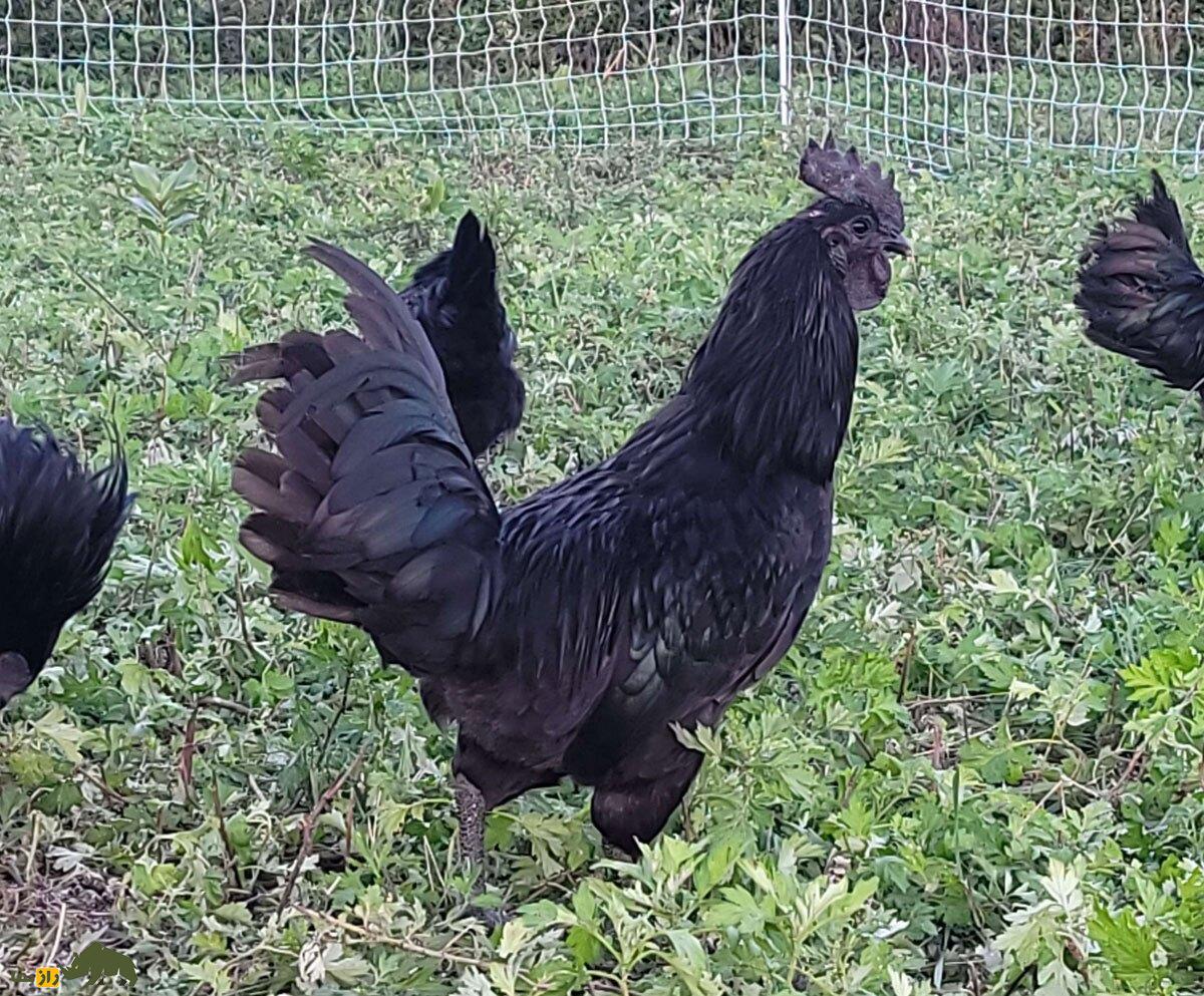 تخم شیطان؛ این مرغ ترسناک آسیایی تخم سیاه می‌گذارد؟!