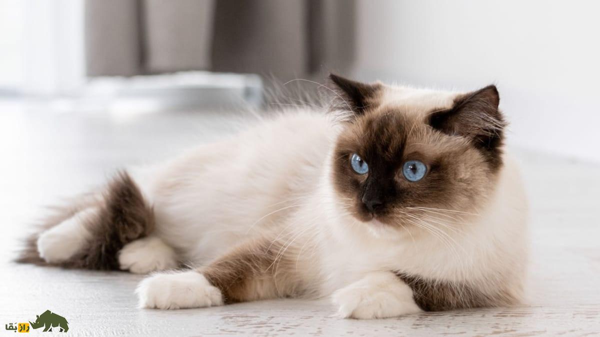 گربه رِگدال؛ گربه خانگی زیبای ۱۰ کیلویی که حاصل جفتگیری برادر و خواهر است گربه رِگدال؛ گربه خانگی زیبای ۱۰ کیلویی که حاصل جفتگیری برادر و خواهر است